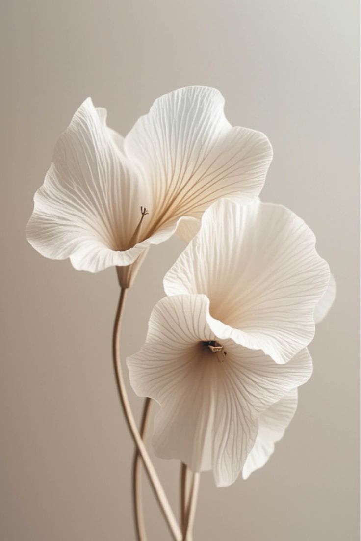 Collagen Boost Serum